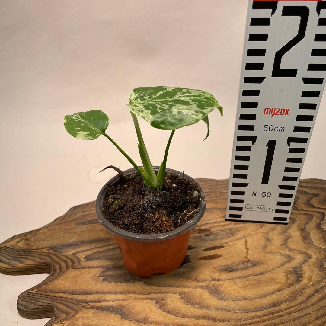 モ*～様 a22品種保証！斑入り保証！Bulbasaurモンステラ バルバソー