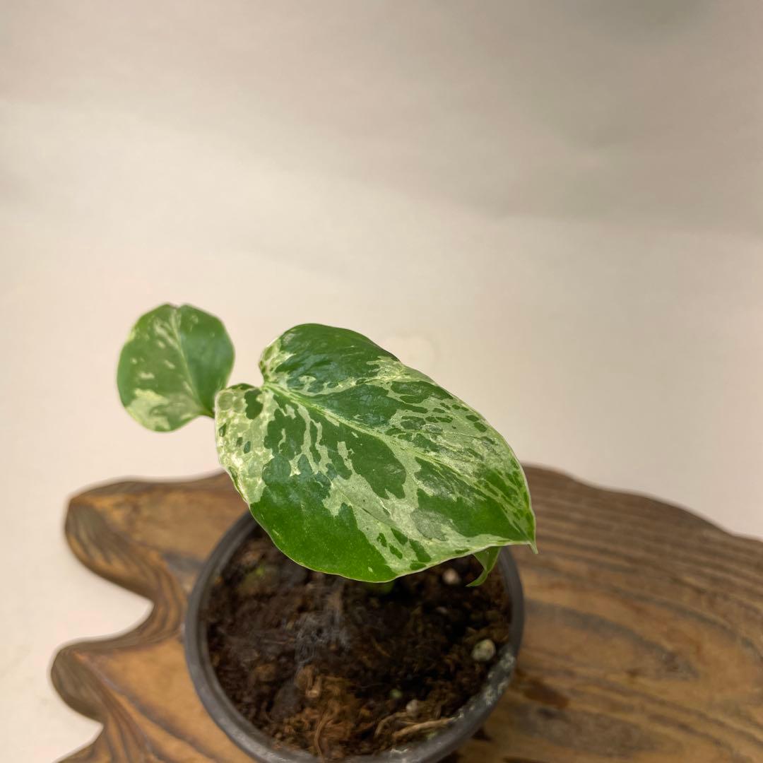 モ*～様 a22品種保証！斑入り保証！Bulbasaurモンステラ バルバソー