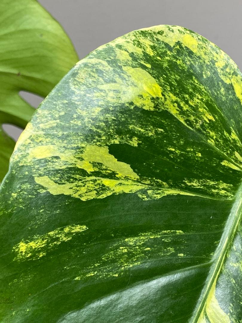 モ*～様 【切れ込みガッツリ‼️】モンステラ　イエローマリリン　黄斑　オーレア