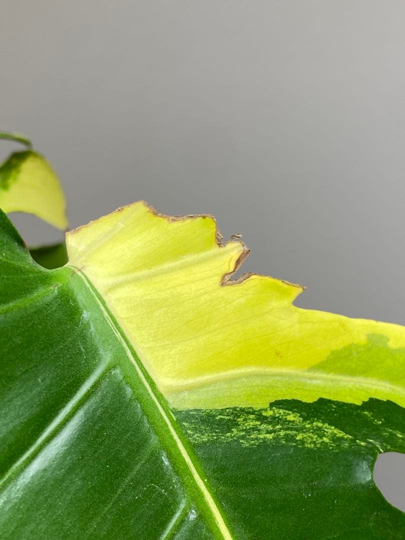 モ*～様 【切れ込みガッツリ‼️】モンステラ　イエローマリリン　黄斑　オーレア