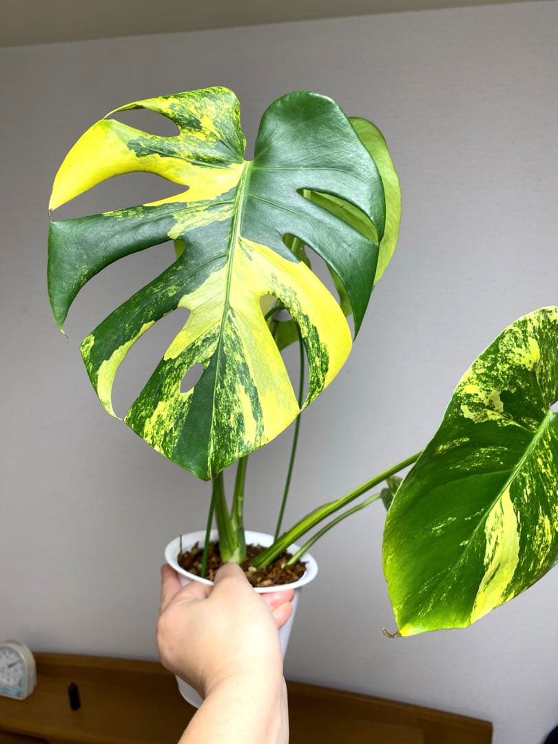 モ*～様 【切れ込みガッツリ‼️】モンステラ　イエローマリリン　黄斑　オーレア