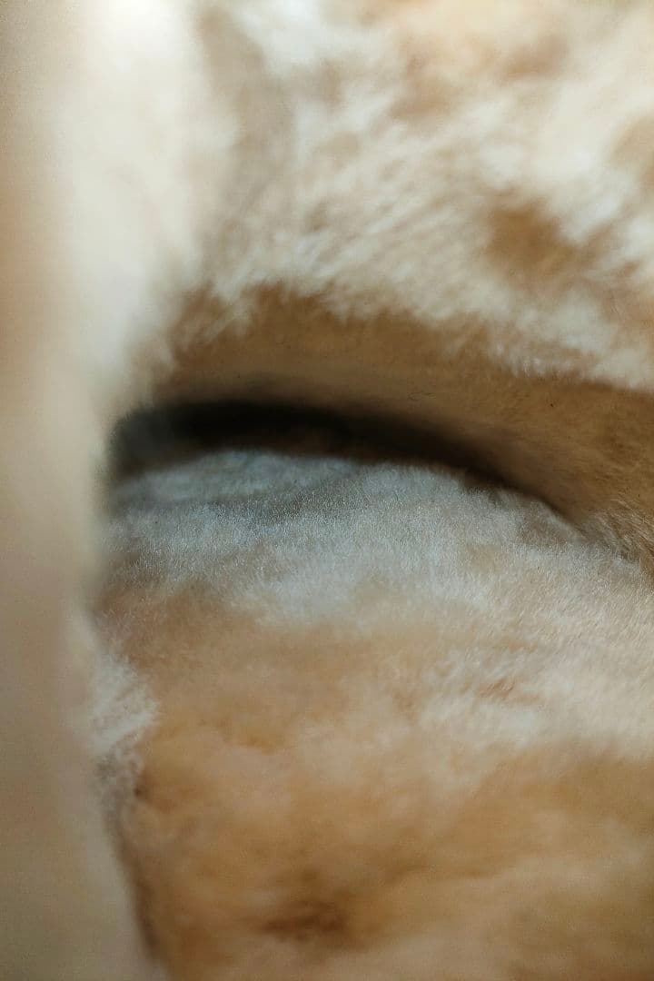 靴 EMU Australia stinger mini chestnut 24cm