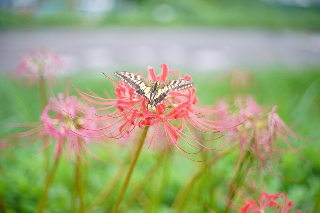 [GLOBAL MODEL] SONY α7sII ILCE−7SM2 海外