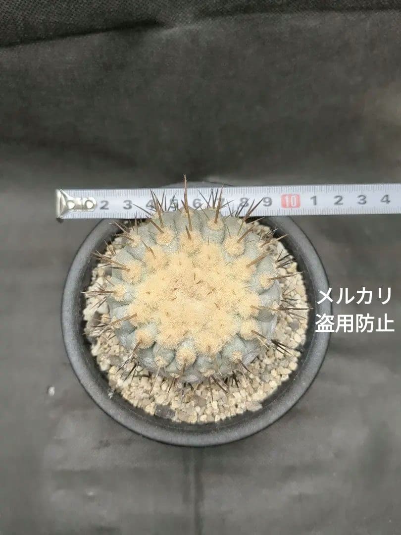 現地球　Copiapoa　コピアポア コルムナアルバ　孤竜丸　輸入株カキコ