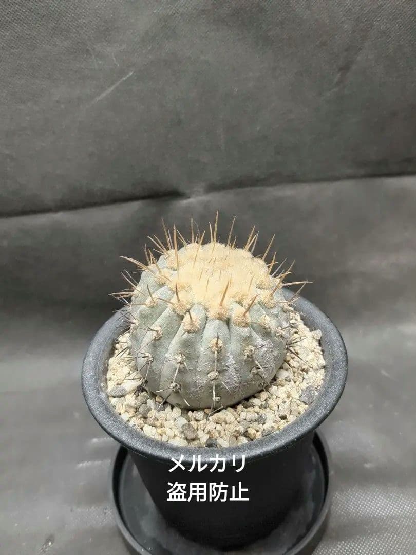 現地球　Copiapoa　コピアポア コルムナアルバ　孤竜丸　輸入株カキコ