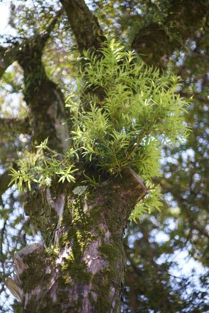 55mm F1.4 単焦点レンズ FUJIFILMミラーレス 写真がうまくなる