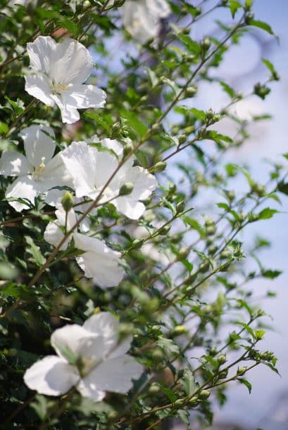 55mm F1.4 単焦点レンズ FUJIFILMミラーレス 写真がうまくなる