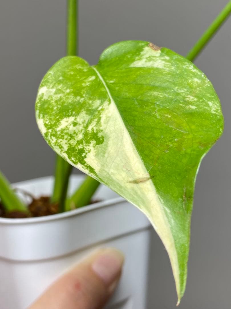 呉*様様 【これは本物です✨】モンステラ　イエローマリリン　黄斑　オーレア　希少