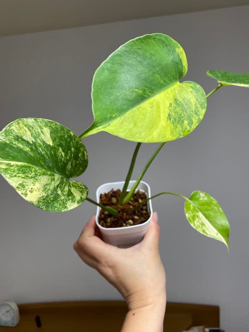 呉*様様 【これは本物です✨】モンステラ　イエローマリリン　黄斑　オーレア　希少