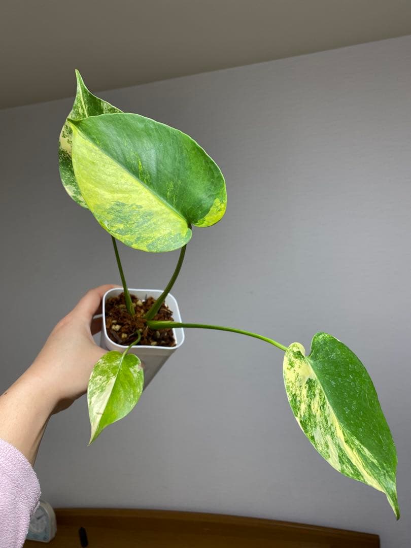 呉*様様 【これは本物です✨】モンステラ　イエローマリリン　黄斑　オーレア　希少