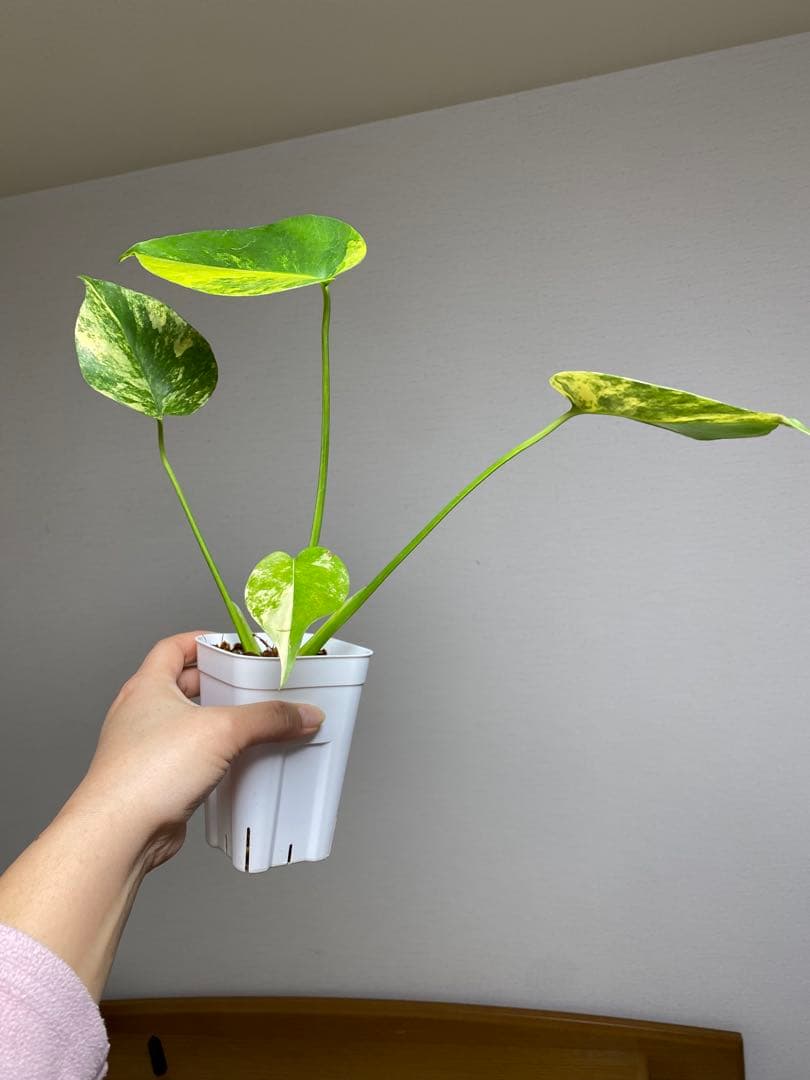 呉*様様 【これは本物です✨】モンステラ　イエローマリリン　黄斑　オーレア　希少