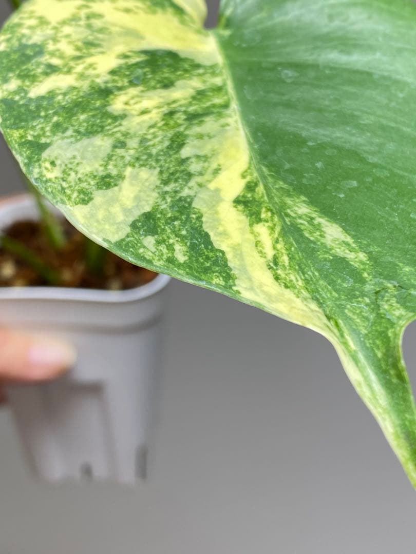 呉*様様 【これは本物です✨】モンステラ　イエローマリリン　黄斑　オーレア　希少