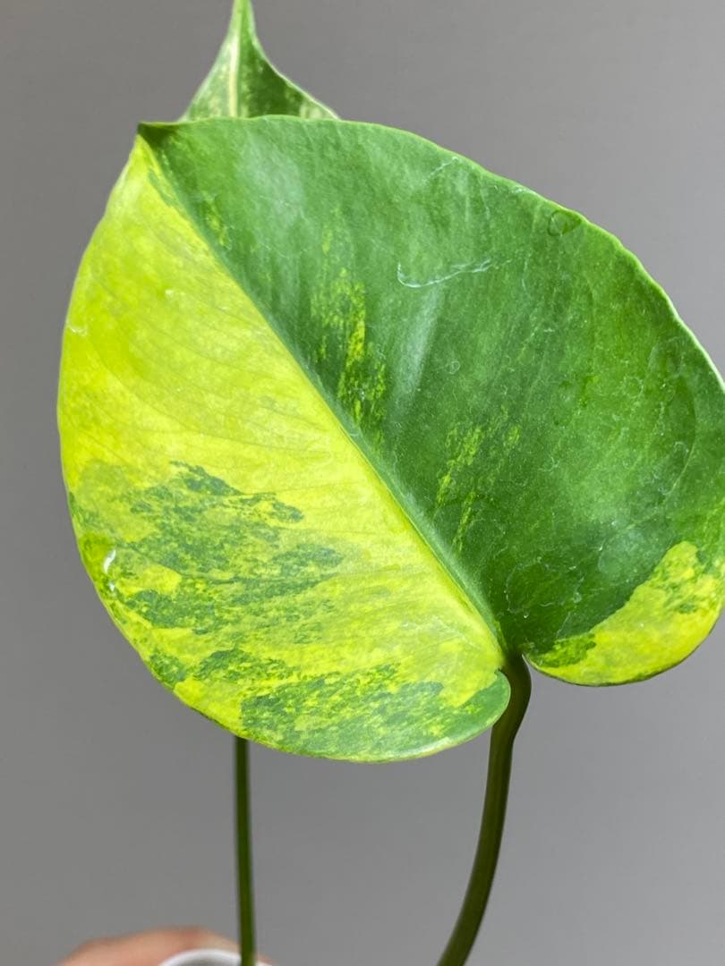 呉*様様 【これは本物です✨】モンステラ　イエローマリリン　黄斑　オーレア　希少
