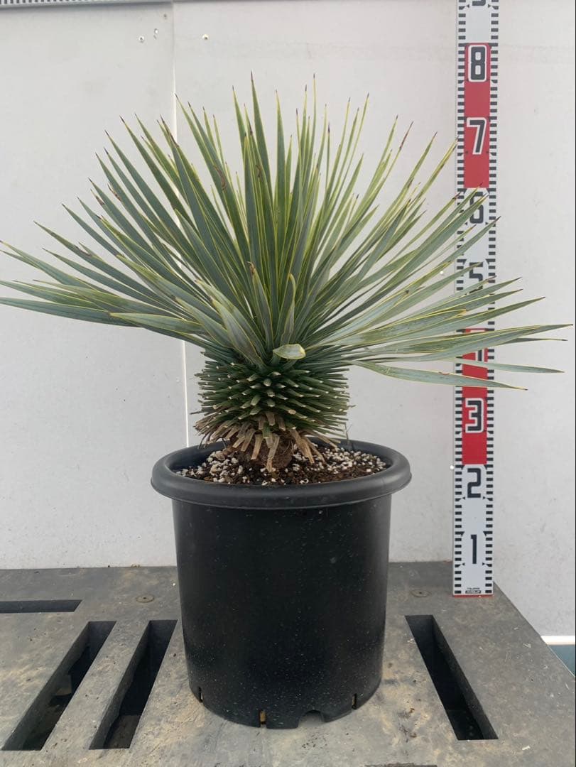 モ*カ様 ユッカ　ロストラータ　10