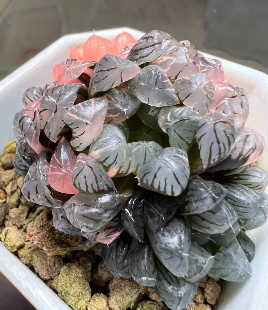 じ*む様 多肉植物　ハオルチア　藤乙オブツーサ錦　鮮明錦　群生　希少種