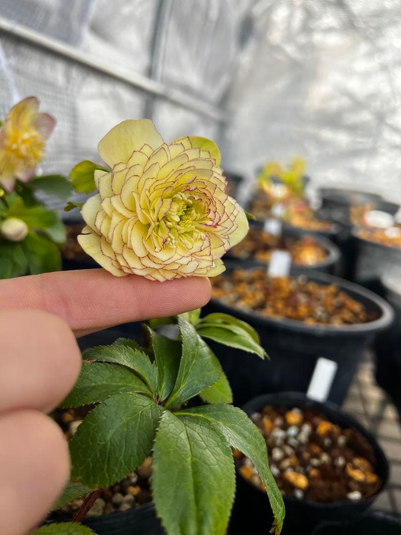 フ*ル様 クリスマスローズ　リトルアフロディーテ