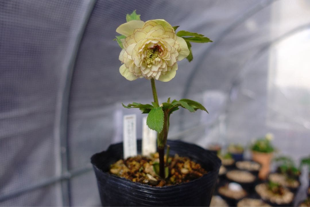 フ*ル様 クリスマスローズ　リトルアフロディーテ