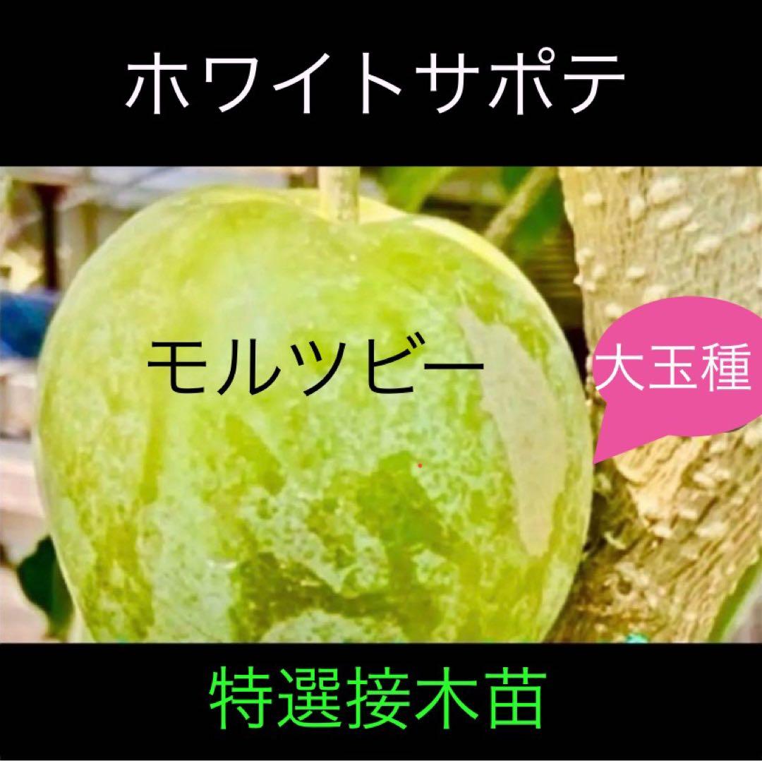 ❶-1ホワイトサポテ モルツビー 特選接木苗