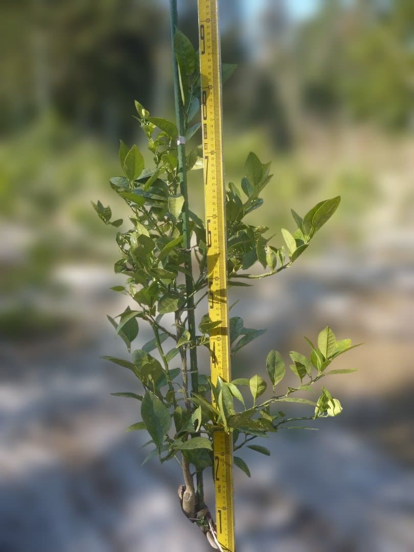 湘南ゴールド 果樹 高さ約80cm