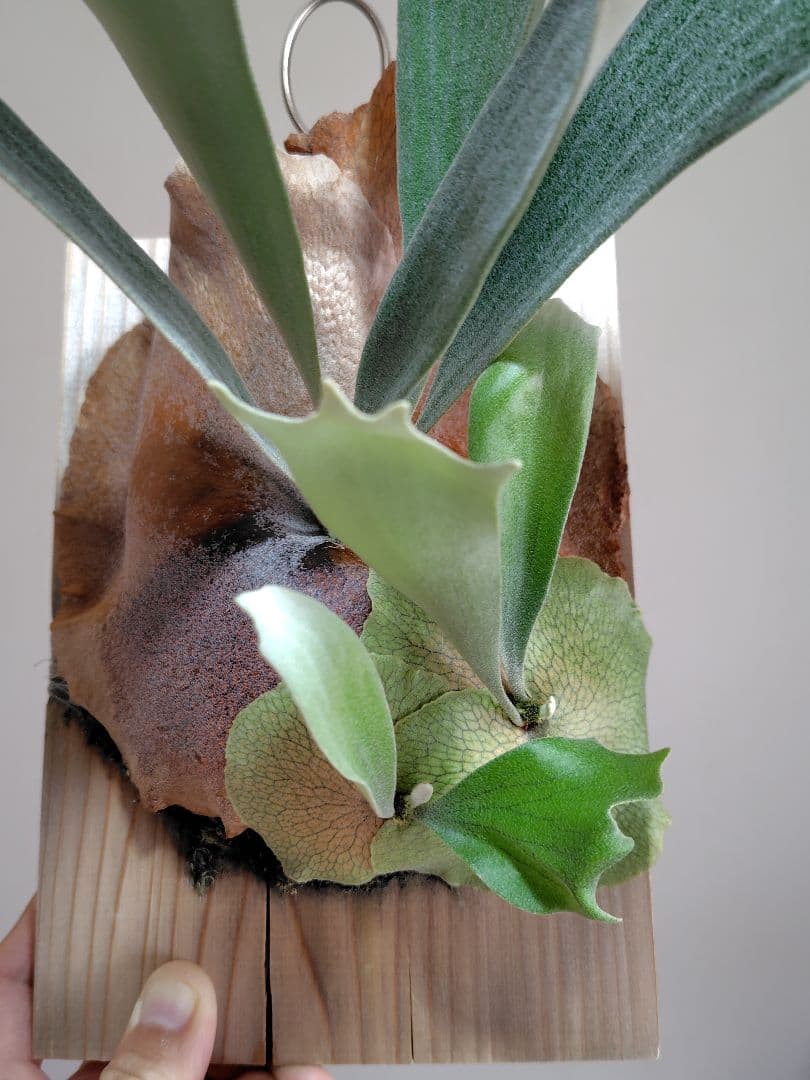 C*.様 ビカクシダ ぴょん吉