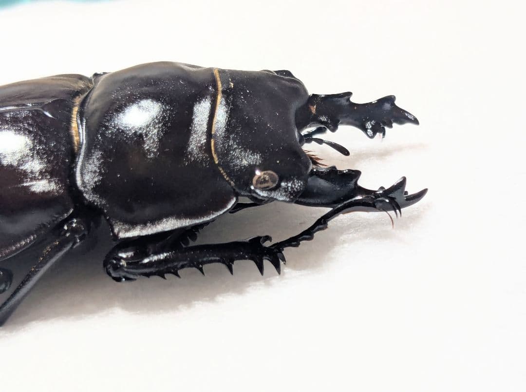 西表　ヤエヤマ　マルバネ