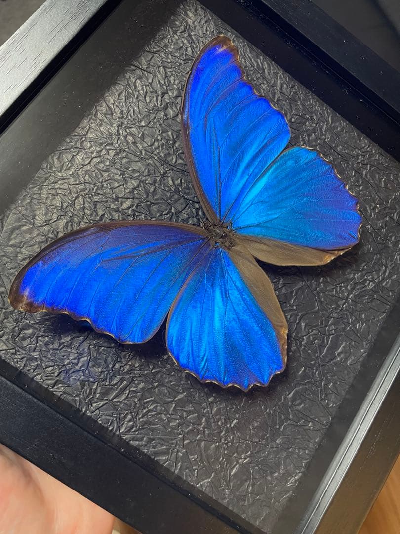 大型モルフォ蝶 標本 背景エンボス加工