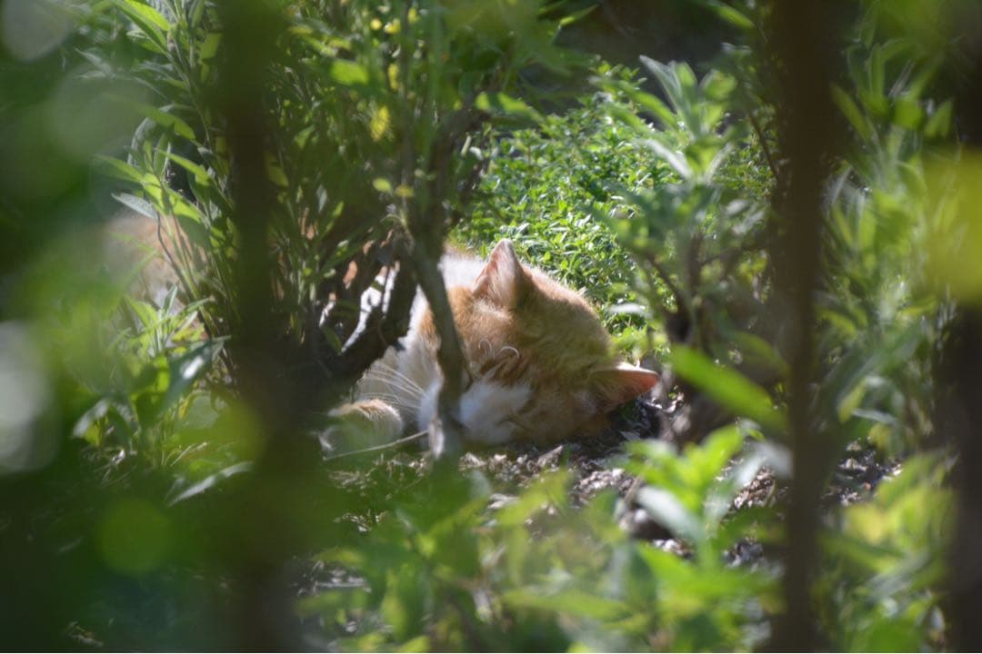 NikonD7100 18-300ズーム、35mm単焦点、10-20超広角セット