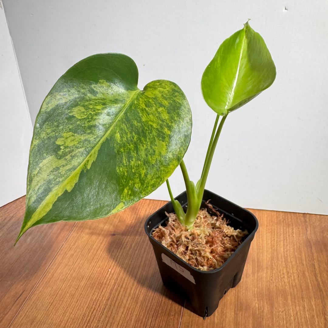 モンステラ　デリシオーサ　イエローマリリン　M5