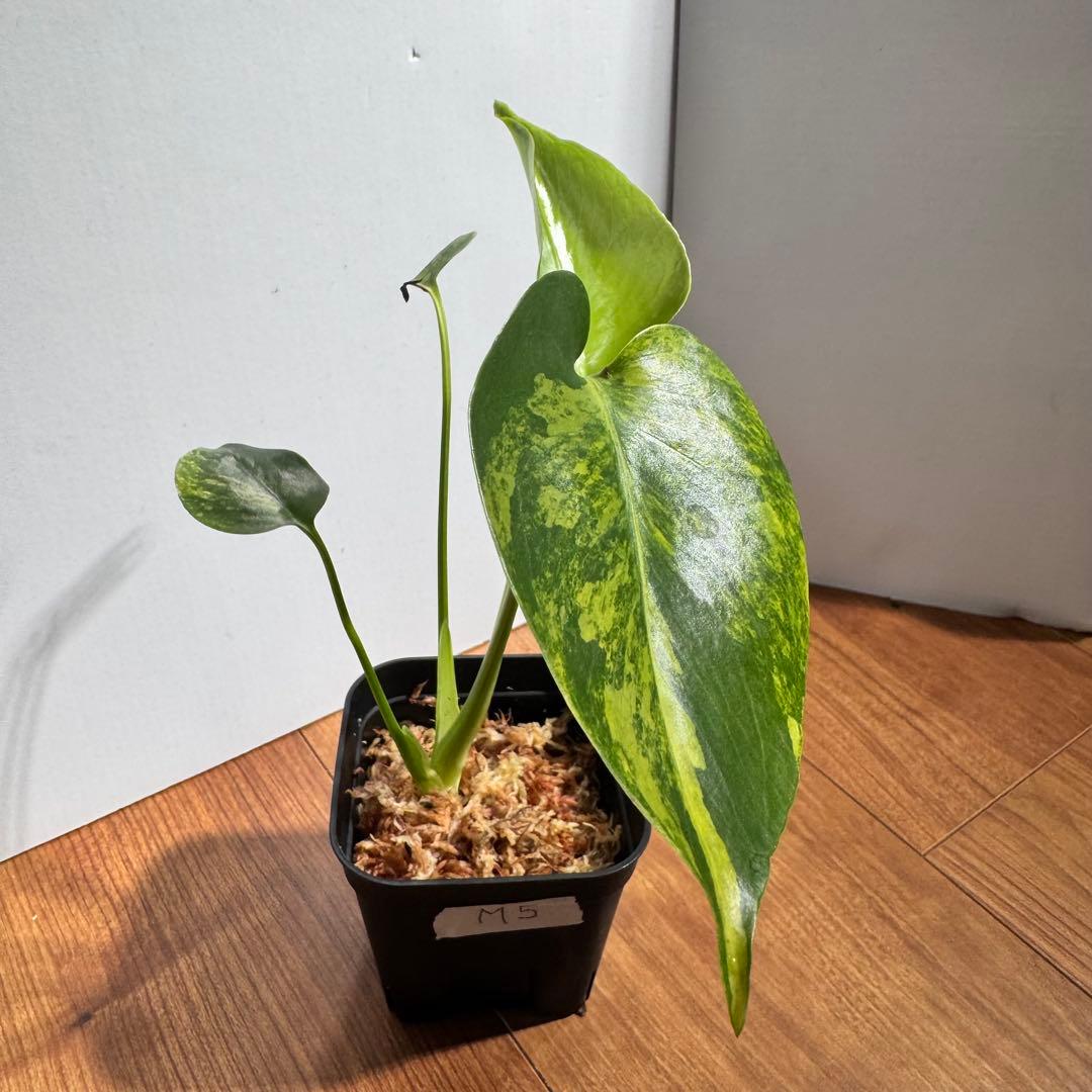 モンステラ　デリシオーサ　イエローマリリン　M5