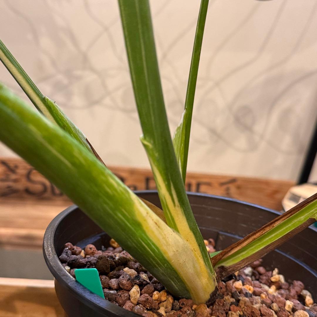 さ**様 13 モンステラ　デリシオーサ　タイコン　‘スターライト’ 大株