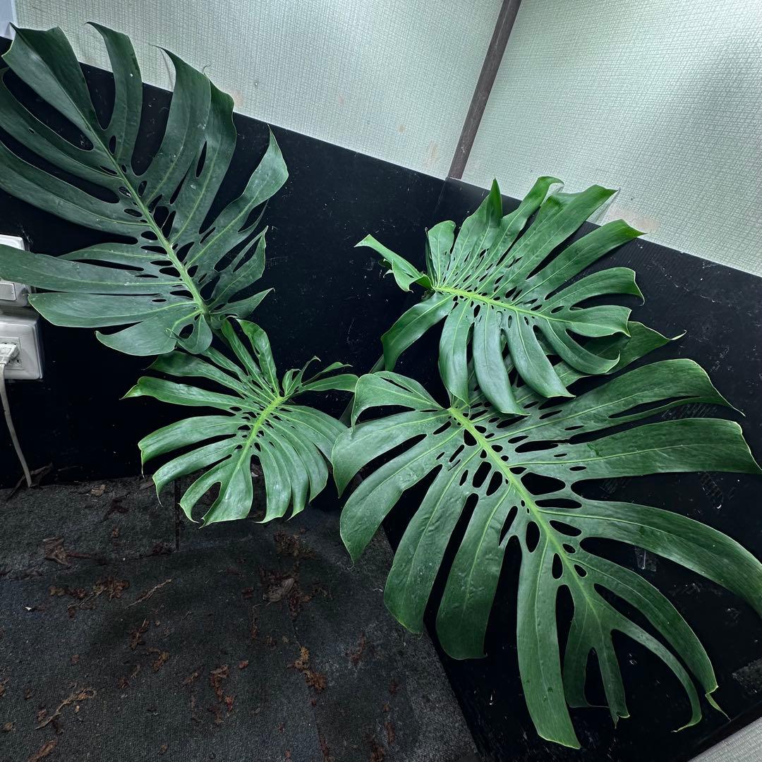 よ*君様 モンステラデリシオーサマクロコズム超希少系統鉢植え106㎝レア