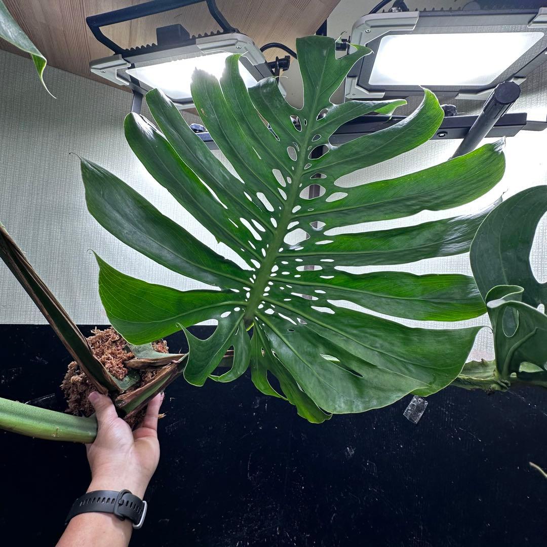 よ*君様 モンステラデリシオーサマクロコズム超希少系統鉢植え106㎝レア