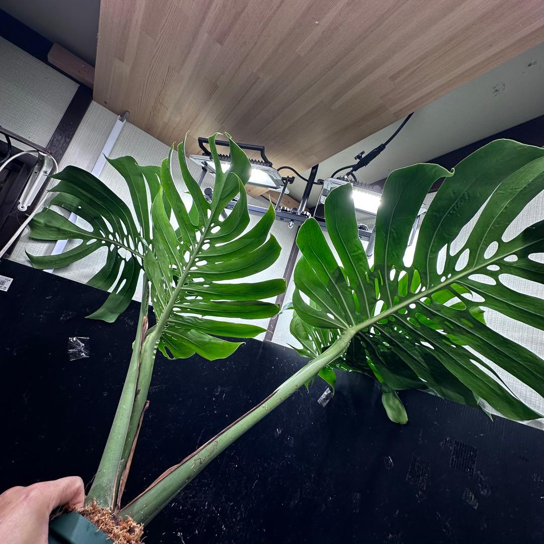 よ*君様 モンステラデリシオーサマクロコズム超希少系統鉢植え106㎝レア