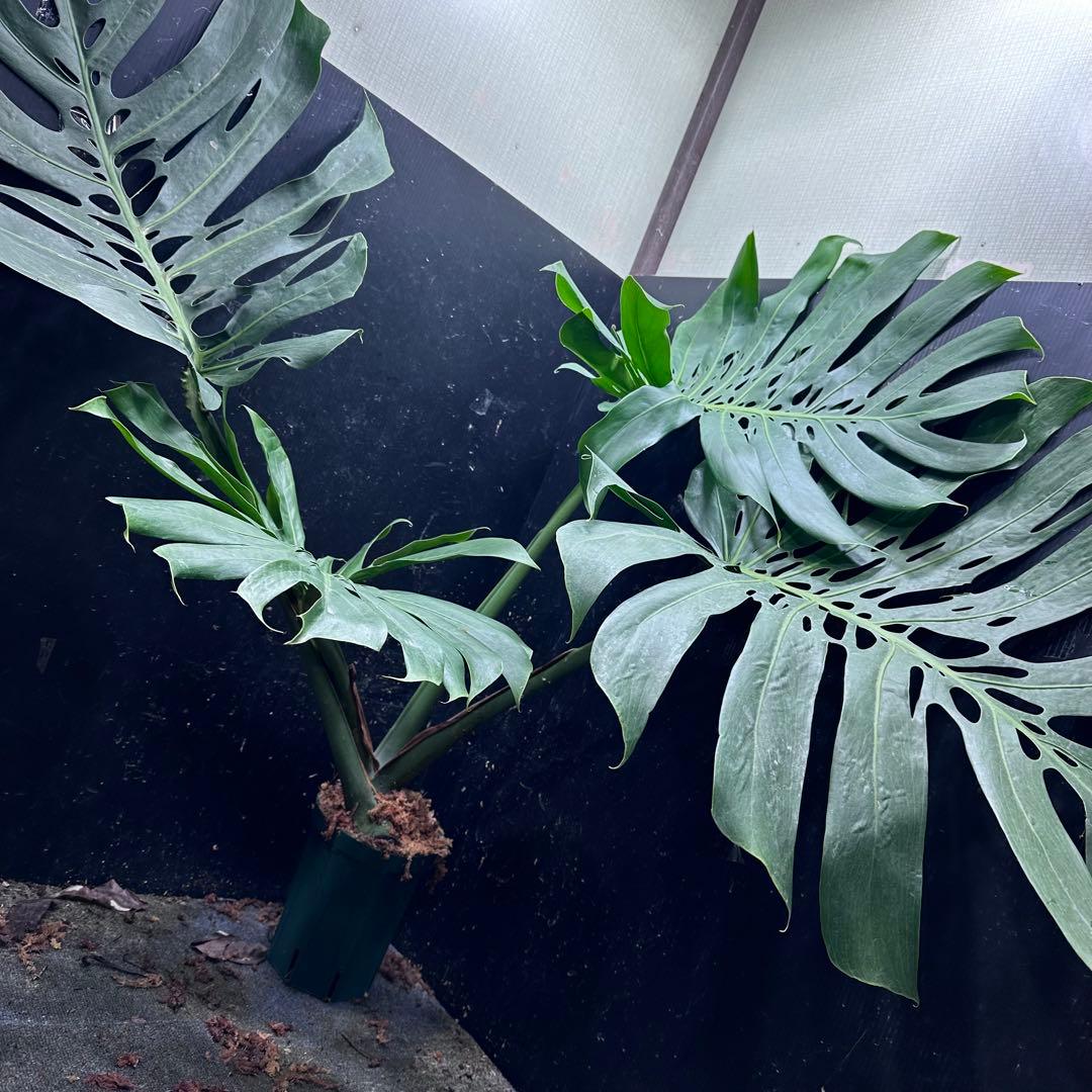 よ*君様 モンステラデリシオーサマクロコズム超希少系統鉢植え106㎝レア