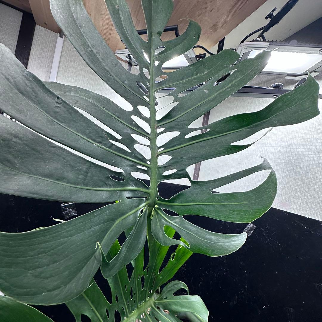よ*君様 モンステラデリシオーサマクロコズム超希少系統鉢植え106㎝レア