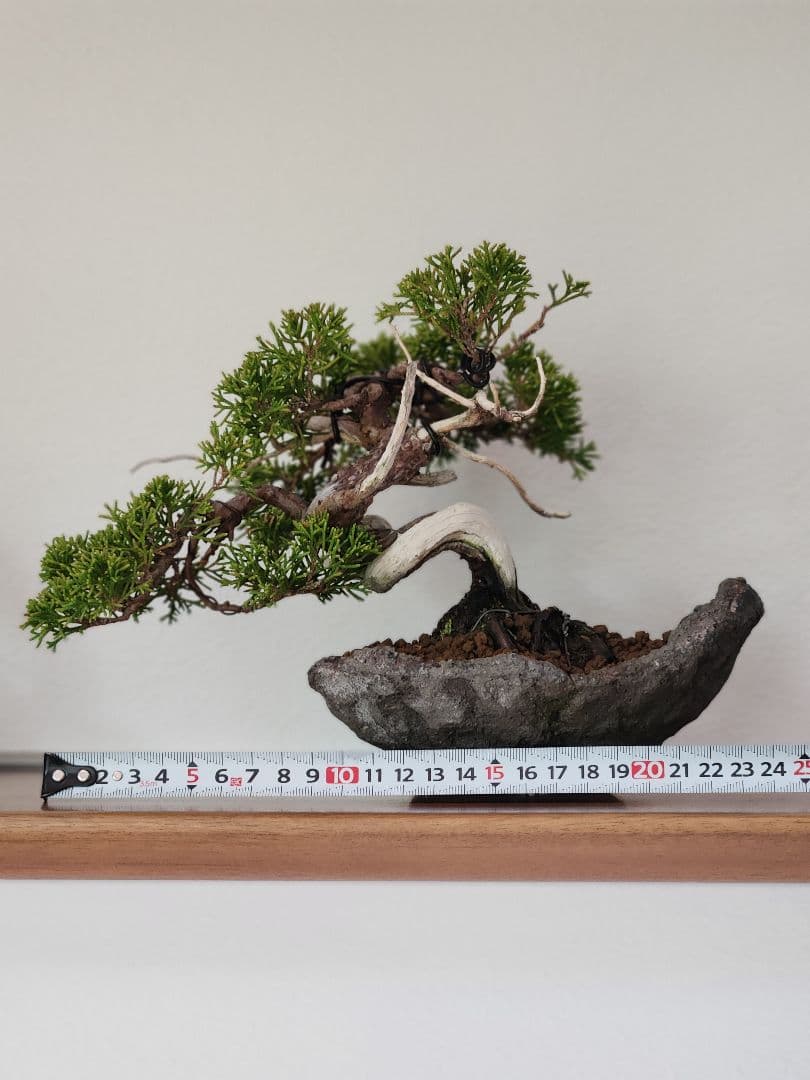 盆栽　真拍　盆栽鉢