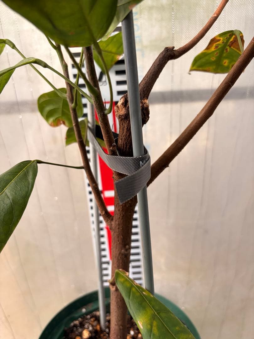 Nao君 大株カカオ苗 ナシオナル(アリバ)種 取り木苗