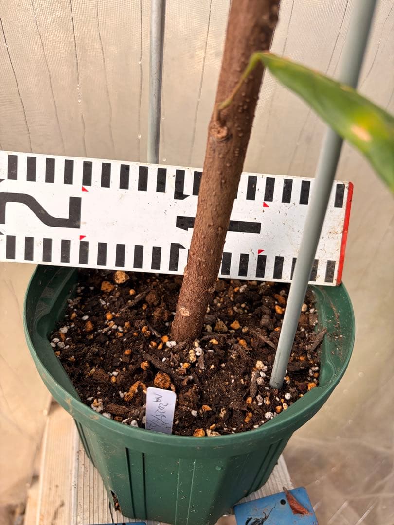 Nao君 大株カカオ苗 ナシオナル(アリバ)種 取り木苗