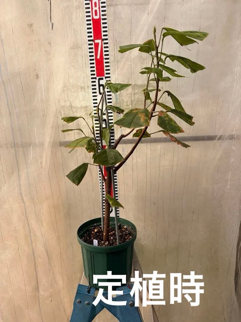 Nao君 大株カカオ苗 ナシオナル(アリバ)種 取り木苗