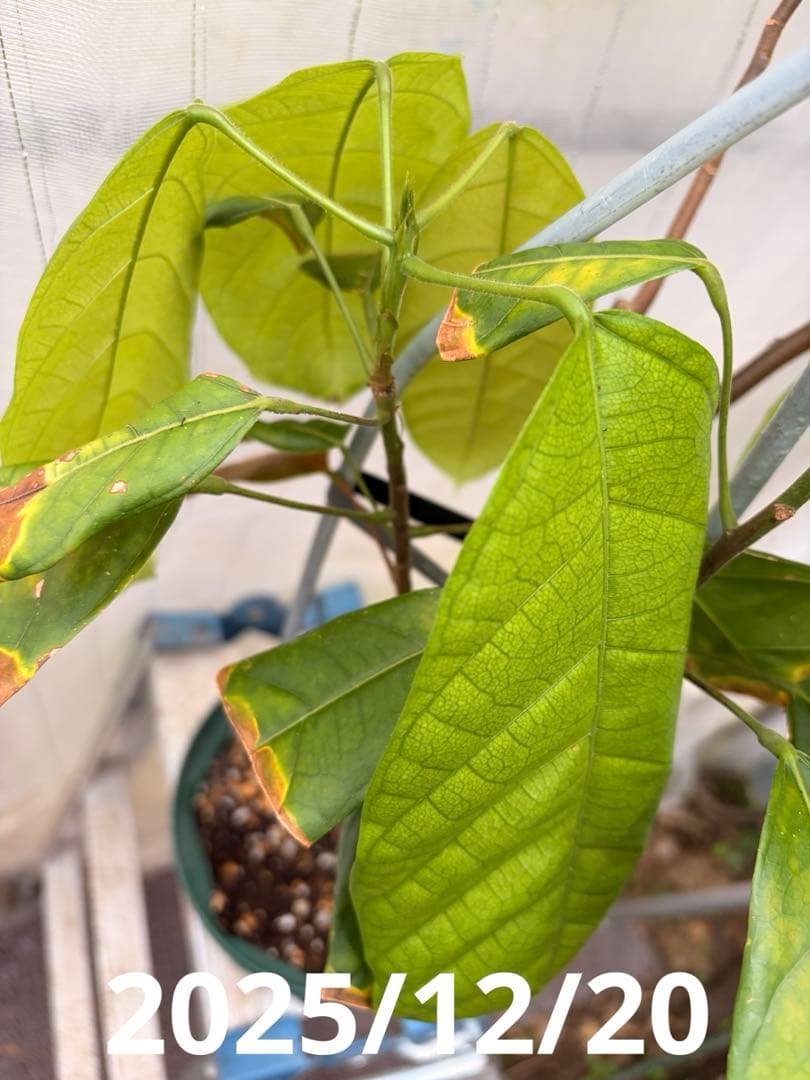 Nao君 大株カカオ苗 ナシオナル(アリバ)種 取り木苗