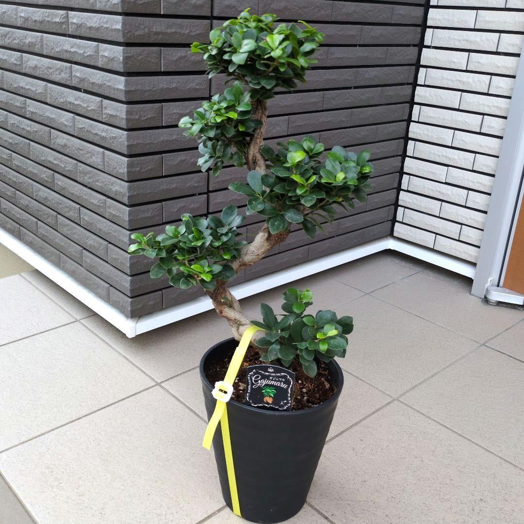 観葉植物　台湾ガジュマル　盆栽仕立て　S字仕立て　接ぎ木　昇り龍　曲がり　７号鉢