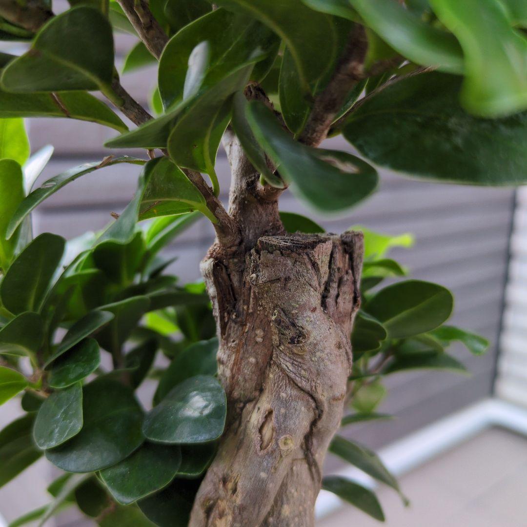 観葉植物　台湾ガジュマル　盆栽仕立て　S字仕立て　接ぎ木　昇り龍　曲がり　７号鉢