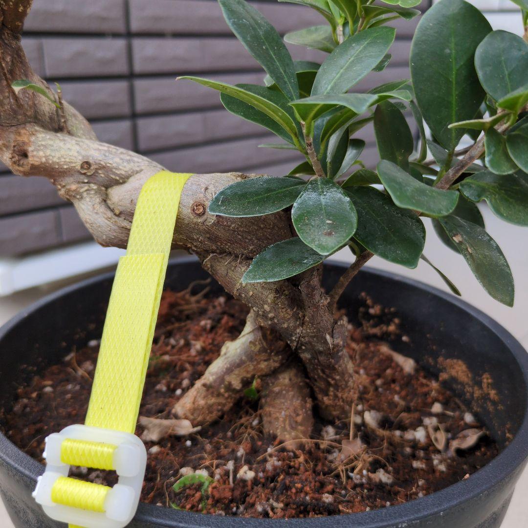 観葉植物　台湾ガジュマル　盆栽仕立て　S字仕立て　接ぎ木　昇り龍　曲がり　７号鉢