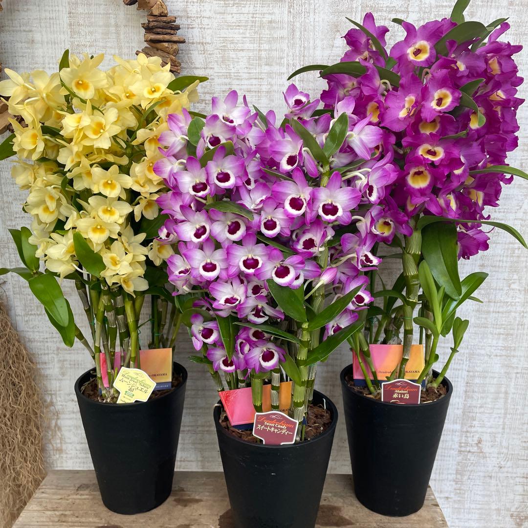 タイムセール！3鉢価格！デンドロビウム　苗　苗木　昴　赤い鳥　洋ラン　蘭　5号鉢