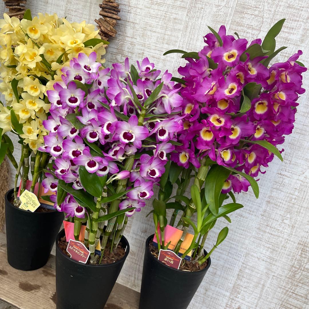 タイムセール！3鉢価格！デンドロビウム　苗　苗木　昴　赤い鳥　洋ラン　蘭　5号鉢