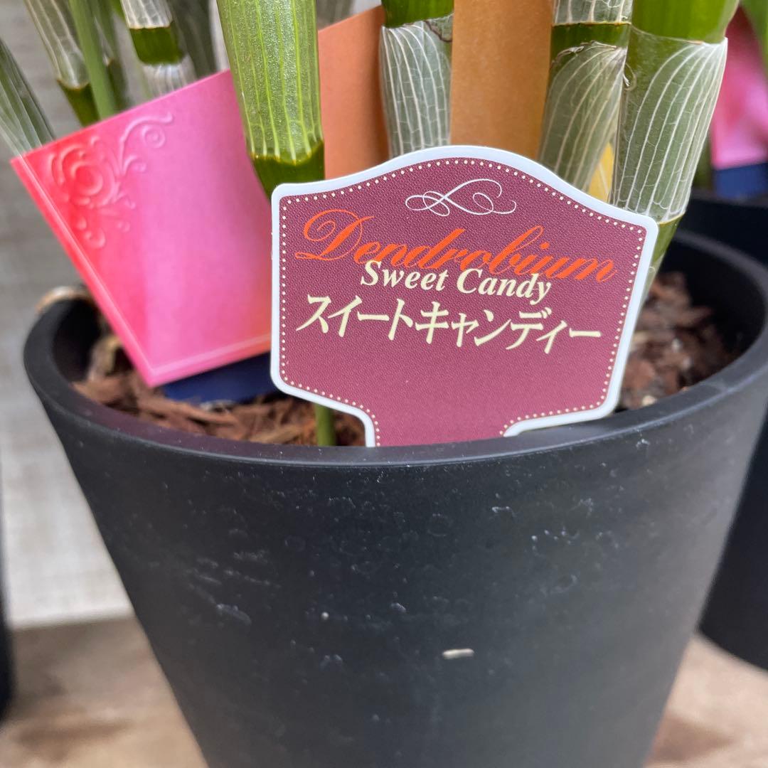 タイムセール！3鉢価格！デンドロビウム　苗　苗木　昴　赤い鳥　洋ラン　蘭　5号鉢