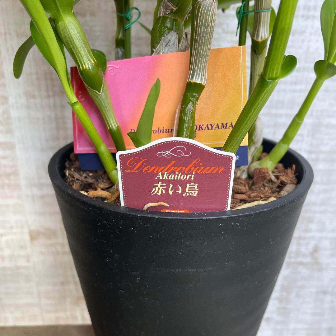 タイムセール！3鉢価格！デンドロビウム　苗　苗木　昴　赤い鳥　洋ラン　蘭　5号鉢