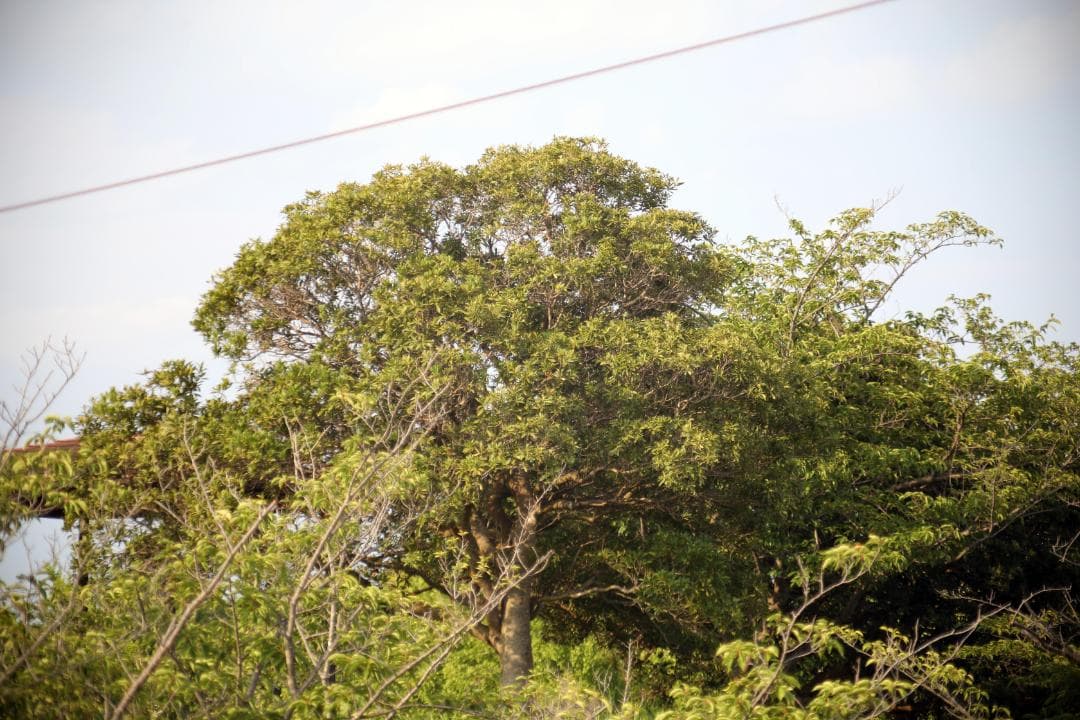 レンズ(単焦点) CANON NEW FD MACRO 100mm f/4 #7445