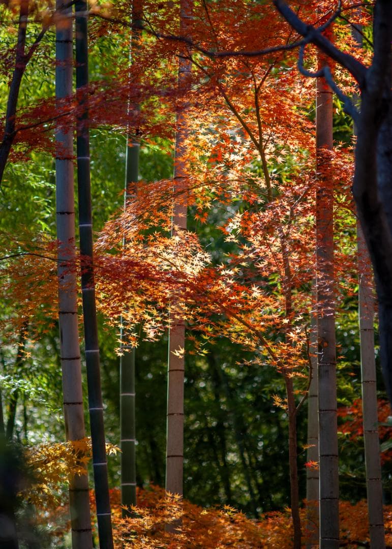 良好な状態 Nikon D700 – シャッター回数 9770回