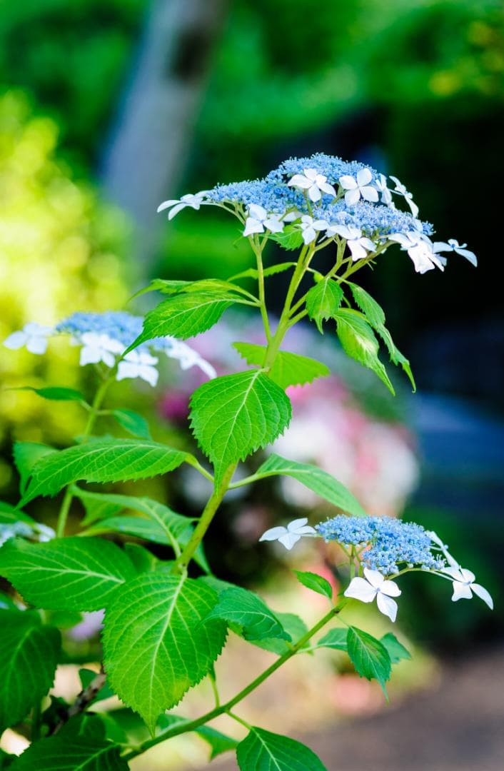 良好な状態 Nikon D700 – シャッター回数 9770回